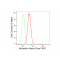 KD-Validated Nicastrin Rabbit mAb (20 μl)