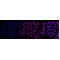 KD-Validated Nicastrin Rabbit mAb (20 μl)
