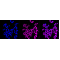KD-Validated Histone H3 (acetyl K9) Rabbit mAb (20 μl)