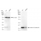KD-Validated Histone H3 (acetyl K9) Rabbit mAb (20 μl)