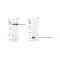 KD-Validated Histone H3 (acetyl K18) Rabbit mAb (20 μl)