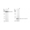KD-Validated Histone H3 (acetyl K27) Rabbit mAb (20 μl)
