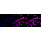 KD-Validated HAUS7 Rabbit mAb (20 μl)