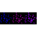 KD-Validated HMGB2 Rabbit mAb (20 μl)