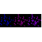 KD-Validated HMGB2 Rabbit mAb (20 μl)