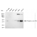 KD-Validated Phospho-c-Jun (T91) Rabbit mAb (20 μl)