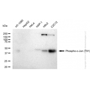 KD-Validated Phospho-c-Jun (T91) Rabbit mAb (20 μl)