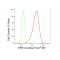 KD-Validated ERK1/2 Rabbit mAb (20 μl)