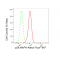 KD-Validated p38 MAPK Rabbit mAb (20 μl)