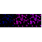 KD-Validated p38 MAPK Rabbit mAb (20 μl)