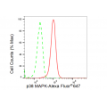 KD-Validated p38 MAPK Rabbit mAb (20 μl)