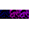 KD-Validated p38 MAPK Rabbit mAb (20 μl)