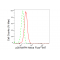 KD-Validated p38 MAPK Rabbit mAb (20 μl)