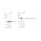 KD-Validated MMUT Rabbit mAb (20 μl)