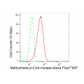 KD-Validated MMUT Rabbit mAb (20 μl)