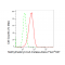 KD-Validated MMUT Rabbit mAb (20 μl)