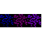 KD-Validated MMUT Rabbit mAb (20 μl)