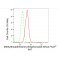 KD-Validated MTAP Rabbit mAb (20 μl)