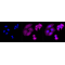 KD-Validated MTAP Rabbit mAb (20 μl)