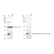 KD-Validated MTAP Rabbit mAb (20 μl)