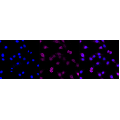 KD-Validated NDEL1 Rabbit mAb (20 μl)