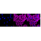 KD-Validated OXGR1 Rabbit mAb (20 μl)