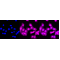 KD-Validated PRKCD Rabbit mAb (20 μl)