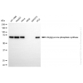 KD-Validated AGPS Rabbit mAb (20 μl)