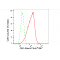KD-Validated QKI Rabbit mAb (20 μl)