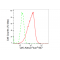 KD-Validated QKI Rabbit mAb (20 μl)
