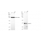 KD-Validated QKI Rabbit mAb (20 μl)