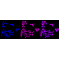 KD-Validated RAD51 Rabbit mAb (20 μl)