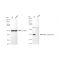KD-Validated RAD51 Rabbit mAb (20 μl)
