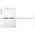 KD-Validated AVEN Rabbit mAb (20 μl)