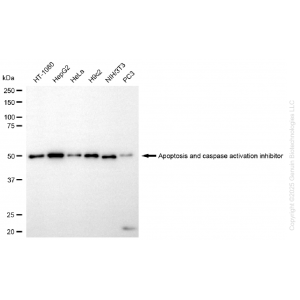KD-Validated AVEN Rabbit mAb (20 μl)