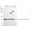 KD-Validated CAB39 Rabbit mAb (20 μl)