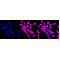 KD-Validated SMS Rabbit mAb (20 μl)
