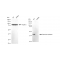KD-Validated SMS Rabbit mAb (20 μl)