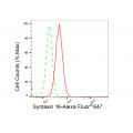 KD-Validated STX16 Rabbit mAb (20 μl)
