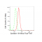 KD-Validated STX16 Rabbit mAb (20 μl)