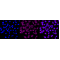 KD-Validated STX16 Rabbit mAb (20 μl)