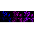 KD-Validated Nesprin3 Rabbit mAb (20 μl)