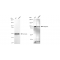 KD-Validated Nesprin3 Rabbit mAb (20 μl)