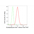 KD-Validated SYPL1 Rabbit mAb (20 μl)