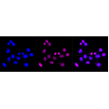 KD-Validated TRIB3 Rabbit mAb (20 μl)