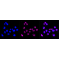 KD-Validated TRIB3 Rabbit mAb (20 μl)