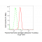 KD-Validated TRIP10 Rabbit mAb (20 μl)
