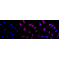 KD-Validated TSFM Rabbit mAb (20 μl)