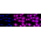 KD-Validated VASP Rabbit mAb (20 μl)