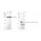 KD-Validated VASP Rabbit mAb (20 μl)